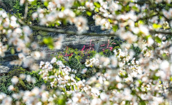 群花映照下的古佛山。张春连 摄