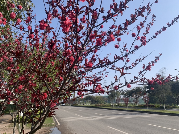 道路两旁，花朵开满枝头。 大足区委宣传部供图 华龙网发