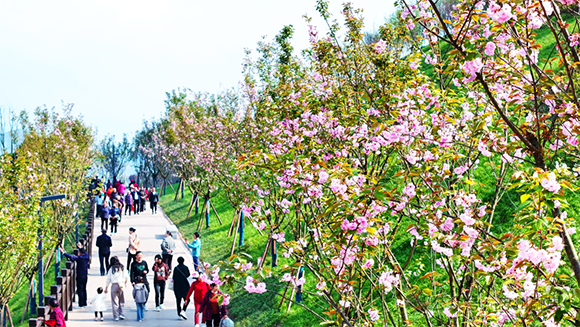 市民在香山体育公园赏花。忠县县委宣传部供图 华龙网发