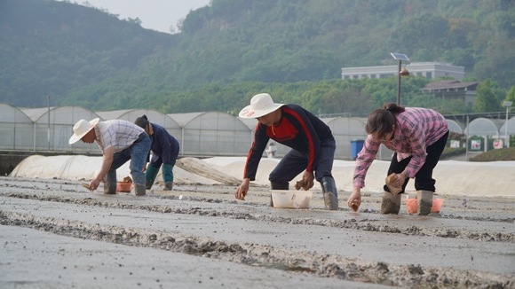 渝东南农科院的研究人员正在播撒水稻种子。