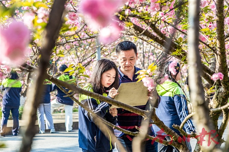 南川中学师生在樱花树前写生。特约通讯员 李建新 摄