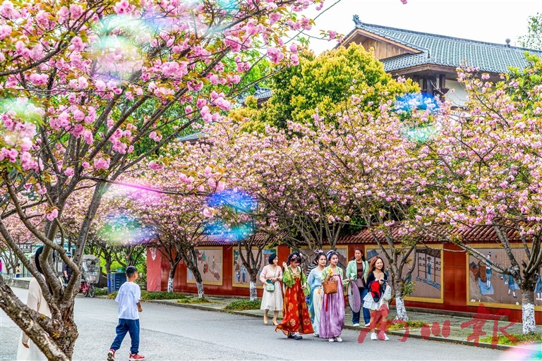 游客在大观镇金龙村樱花大道赏花游玩，乐享好春光。瞿明斌 摄