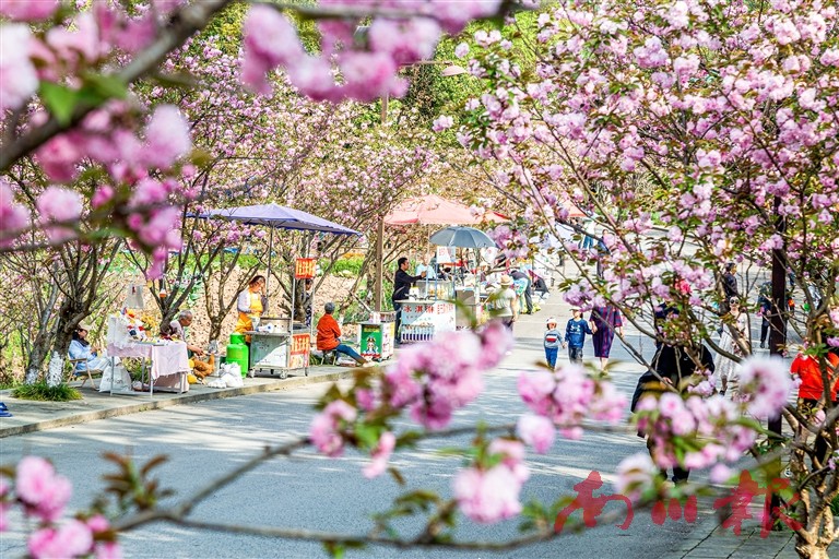 绽放的樱花拉动当地“赏花经济”的发展。 特约通讯员 李建新 摄