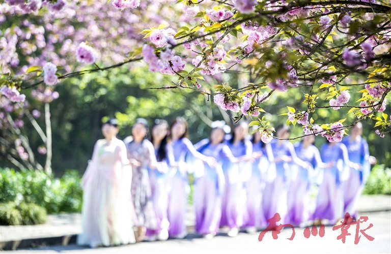 游客在樱花树下翩翩起舞。记者 甘昊旻 摄