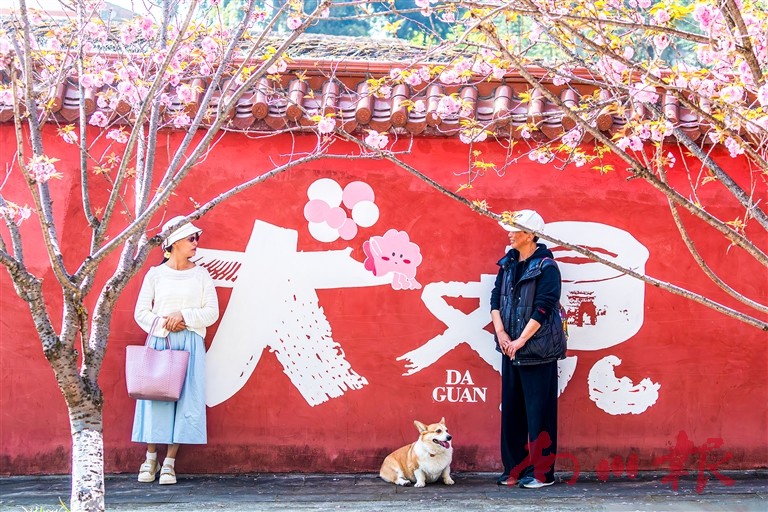 游客在大观镇金龙村樱花大道拍照打卡。瞿明斌 摄