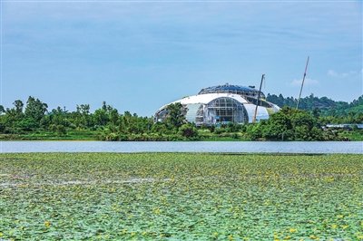 双桂湖国家湿地公园，荇菜与都梁大剧院交相辉映，美不胜收。记者 熊伟 摄