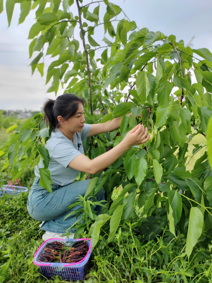 游客在采摘桑葚。受访者供图