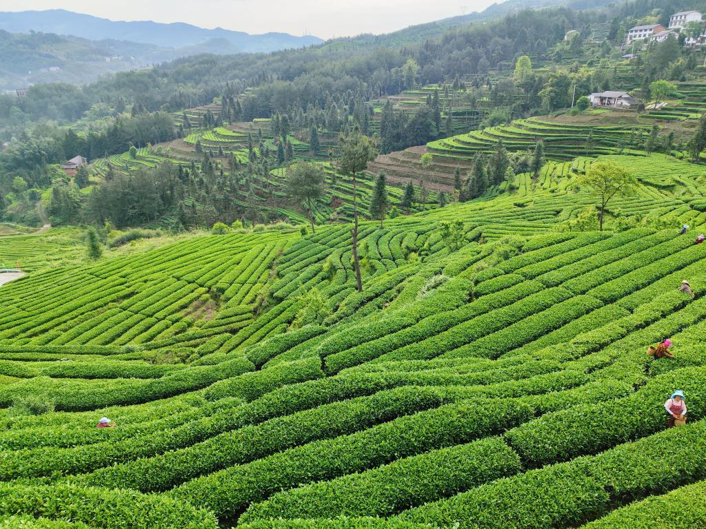 兰草茶山采茶忙。华龙网 简梦 摄