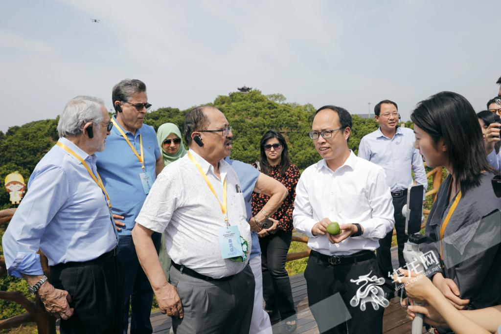 梁平区合兴街道龙滩村，驻华使节一行参观万石耕春·梁平柚海。华龙网记者 石涛 摄