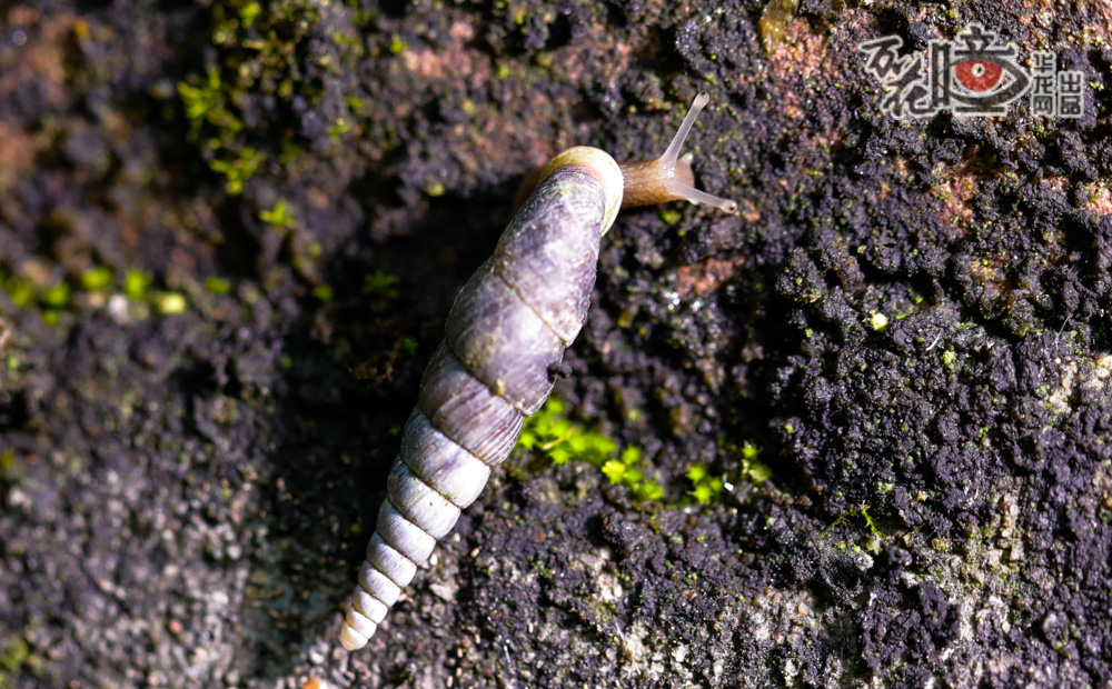 一只蜗牛映入眼帘，背着长长的壳。众人觉得很奇怪，以往看到的蜗牛都是背着一个“小房子”，这个怎么背了个“长廊”啊？龙杰说，这种叫大青卵旋螺，俗称烟管蜗牛，因长得像农村老人抽的旱烟袋而得名。
