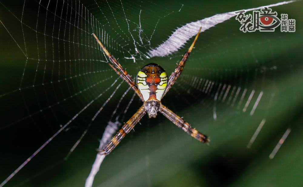 这种蜘蛛身上的花纹像不像京剧中的脸谱？它叫金蛛，是一种较大型的蜘蛛，织的网常常有稀有密，可以反射紫外光，能够吸引猎物进入蜘蛛网中，并防止被其他动物破坏。