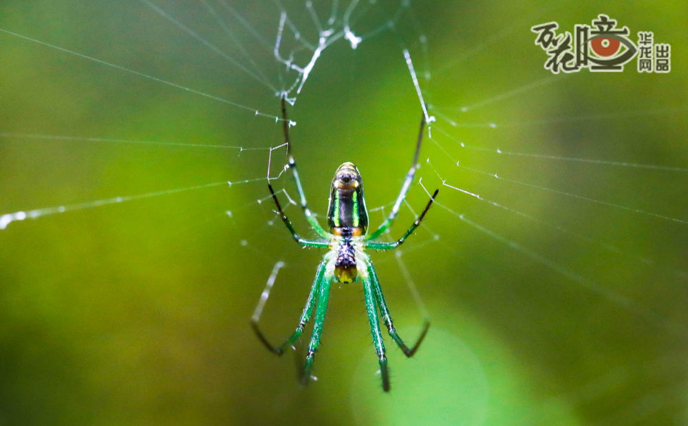 这种蜘蛛叫络新妇蛛，因体态婀娜，又被称为蜘蛛女郎、金丝蛛。它喜欢结网在空旷的树木上，袭击路过的动物。它的丝非常坚韧，拉力很大，可以织出又大又牢固的网，有的网直径可以达到几米，韧度足以捕捉小型鸟类。