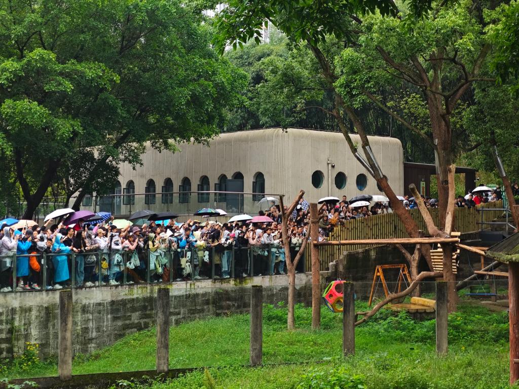 “五一”假期，不少市民在雨中等待外出的大熊猫。重庆动物园供图
