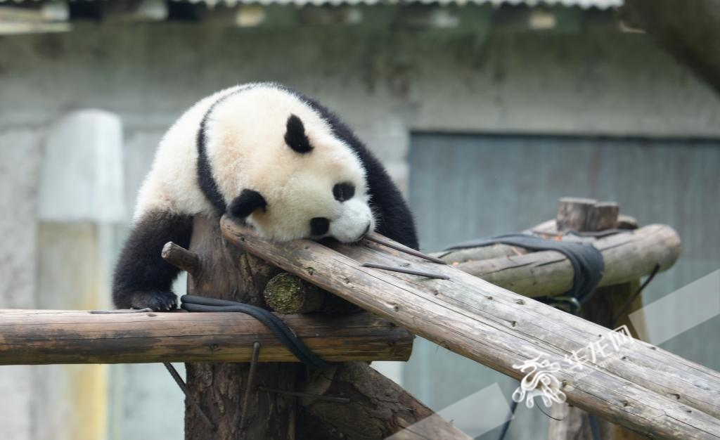 “莽灿灿”。华龙网记者 陈毅 摄