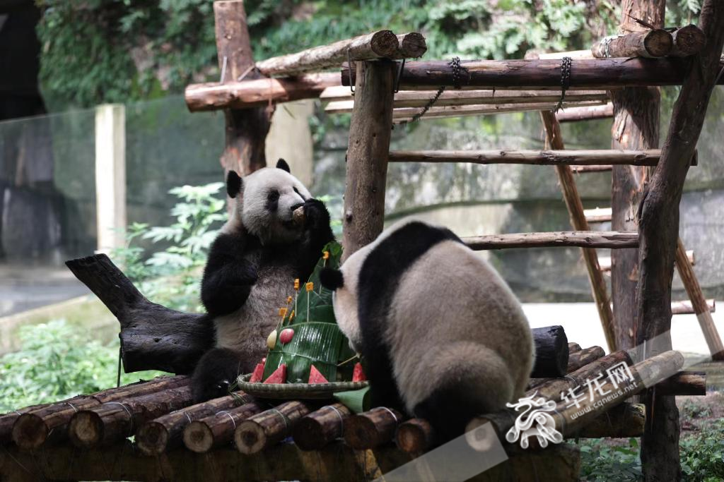 重庆动物园成为不少游客打卡地。华龙网记者 罗盛杰 摄