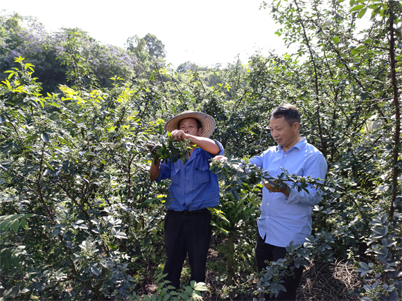 曹汉明帮助村民改良花椒种植技术。圣泉街道供图