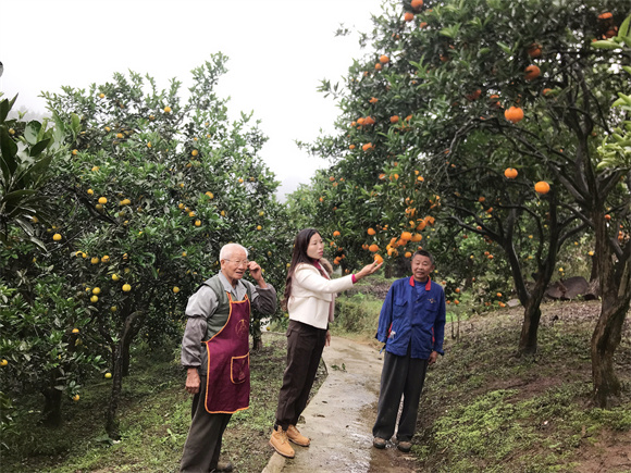 李萍指导果农种植柑橘。圣泉街道供图