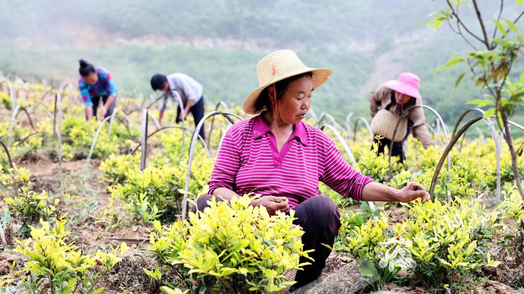 复垭村茶农采摘茶叶。华龙网记者 李燊 摄 