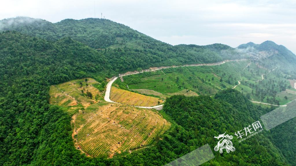 复垭村高山生态茶园。华龙网记者 李燊 摄 