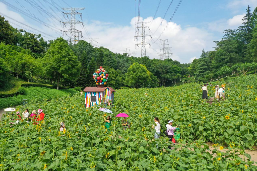 园博园湿地花谷3万株的向日葵花海盛放。 通讯员 王加喜 摄