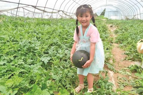游客在象外婆庄园采摘西瓜。记者 胡佳兴 供图