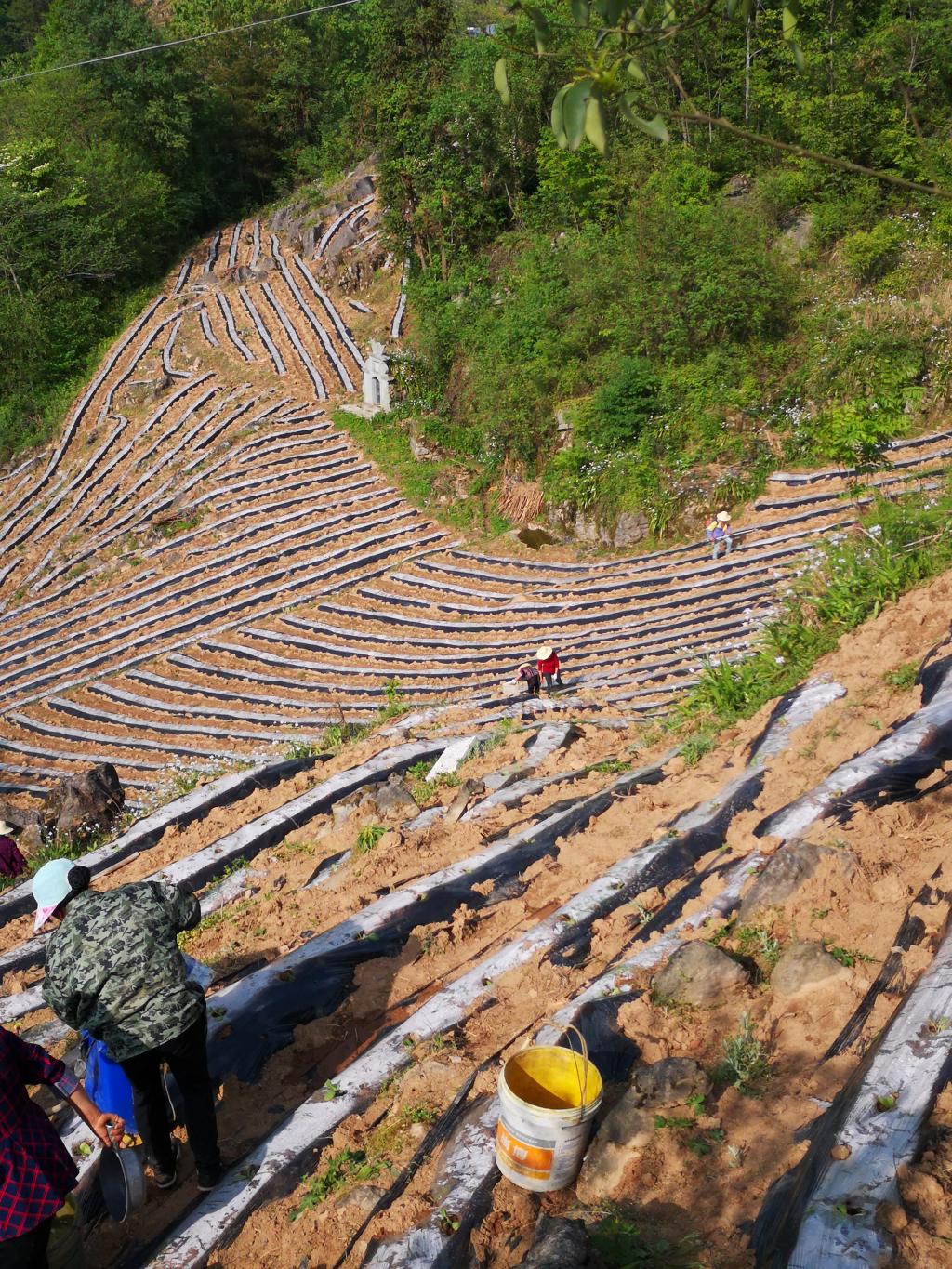 漆树村村民在田间农作。塘坊镇供图 华龙网发