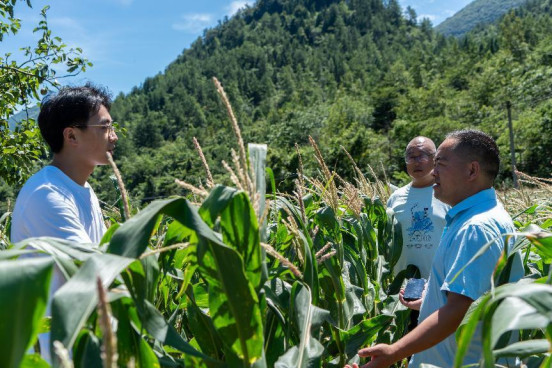 共绘和美乡村新画卷｜云端木乡：巍巍武陵云海阔，云端大木山色新834