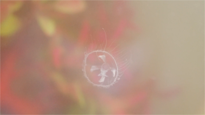 “水中大熊猫”桃花水母