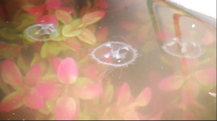 水中游动的桃花水母