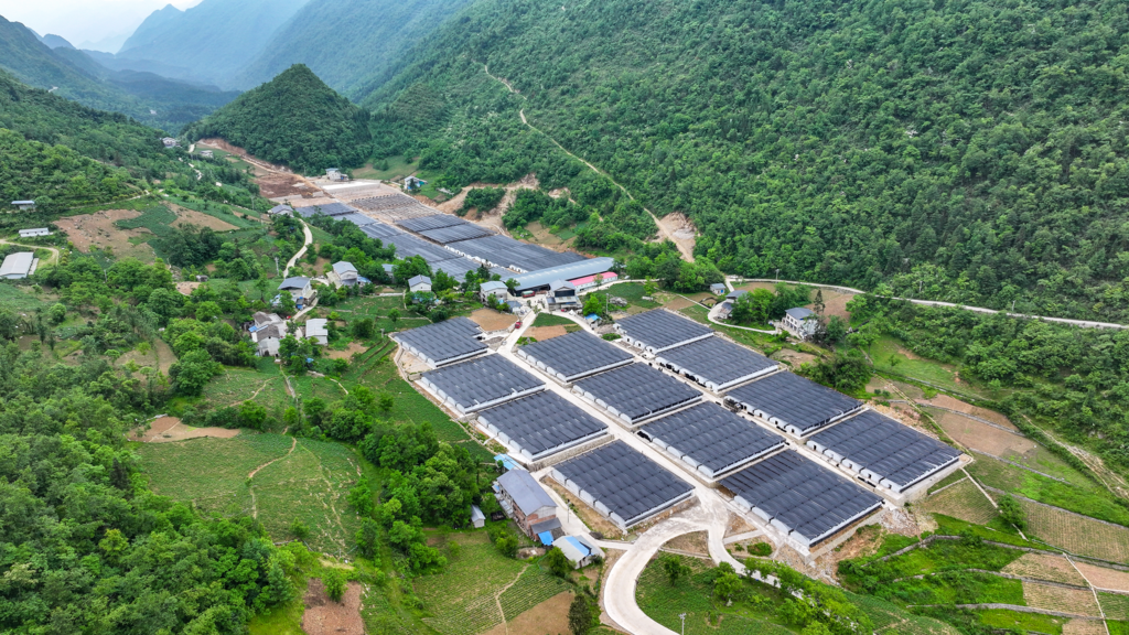 周溪乡食用菌基地。周溪乡供图 华龙网发