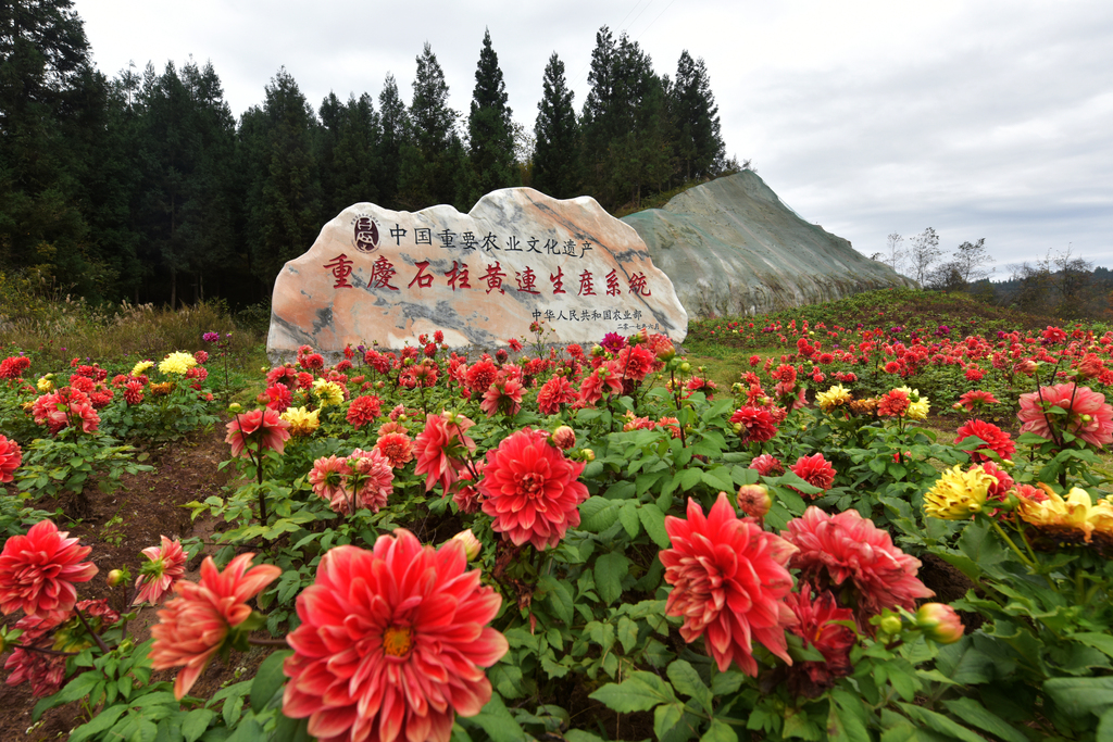 01黄连生产系统石碑·黄水镇``