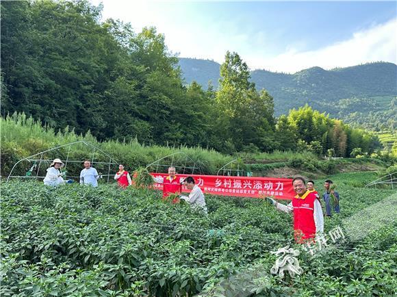 国家电网红岩（武隆营销）共产党员服务队为村民种植的青椒地除草国网武隆供电公司供图 华龙网发