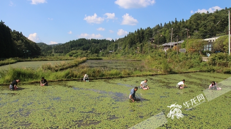 石柱县冷水镇莼菜生产基地。华龙网 陆丹摄