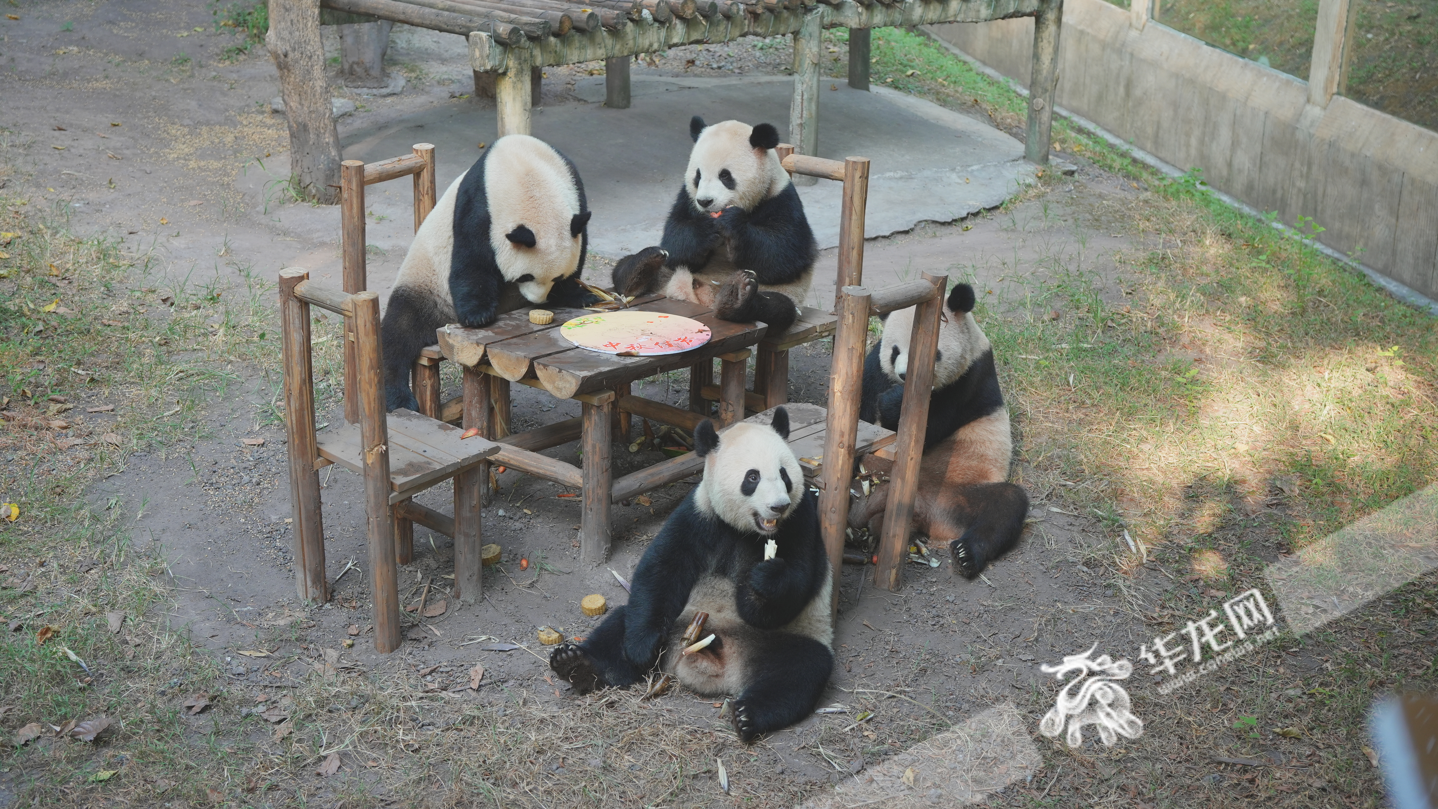 “四喜丸子”围坐在“餐桌”旁大快朵颐。华龙网记者 陈毅 摄