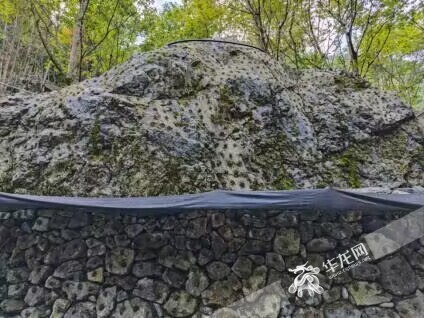 大巴山藥谷石斛基地。華龍網 湯莉 攝