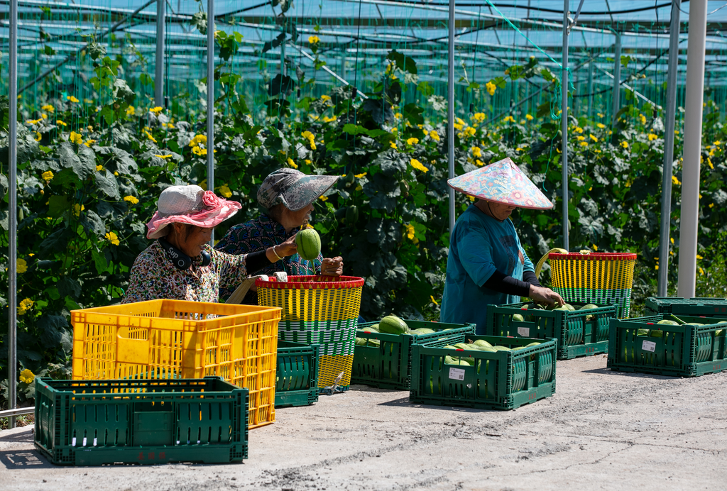 菜农将刚采摘苹果丝瓜装箱，以供市场。