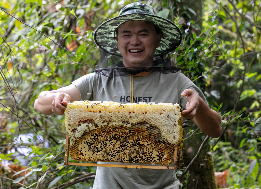 金灿灿的蜂蜜丰收了。罗川摄