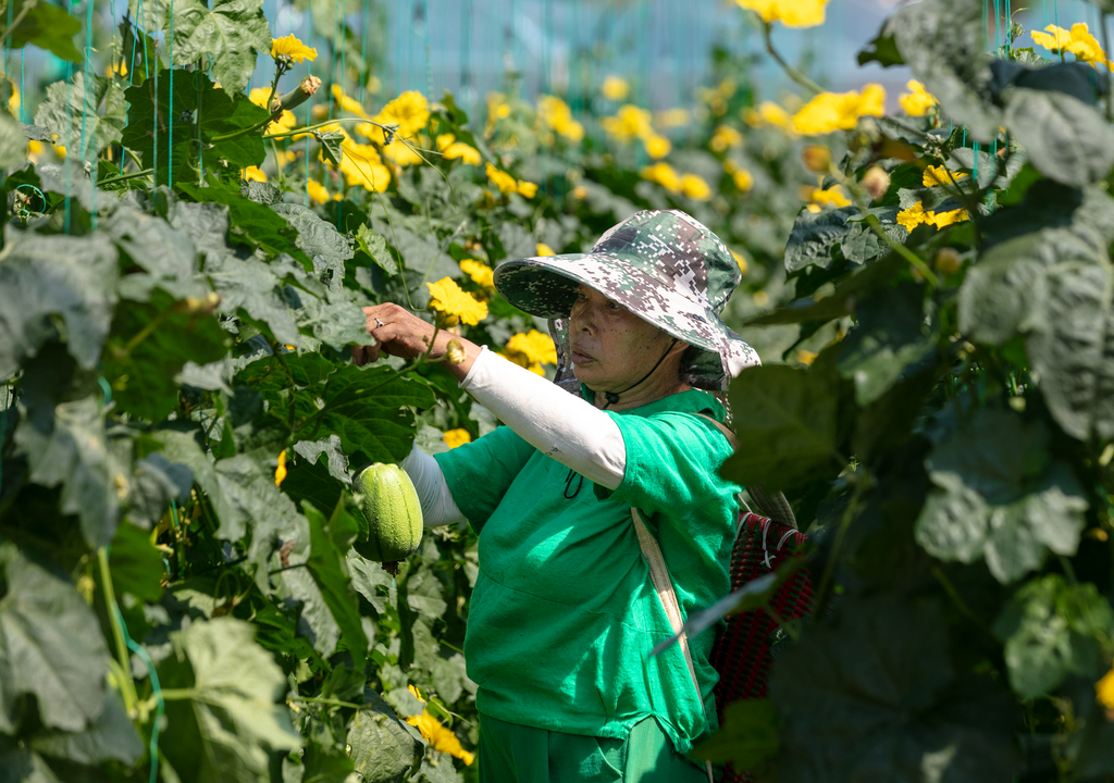 菜农们忙碌的采摘着苹果丝瓜。罗川摄