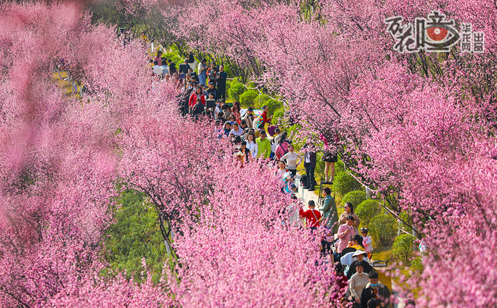 兩江新區(qū)跳墩河公園由一片荒坡蛻變而來。春雨過后，上千株美人梅在這里悄然綻放，粉色的花朵掛滿枝頭，遠(yuǎn)遠(yuǎn)望去宛若一片云霞。