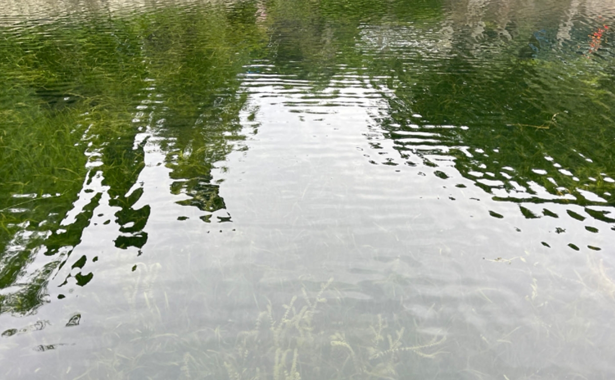 之后的油坊河湖库，湖水清澈见底，湖底水草摇曳。重庆市生态环境局供图