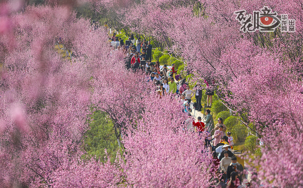 “等閑識得東風面，萬紫千紅總是春。”重慶的春天，萬物復蘇，在兩江新區(qū)跳墩河公園，市民在花海中“暢游”，盡情享受重慶春色。