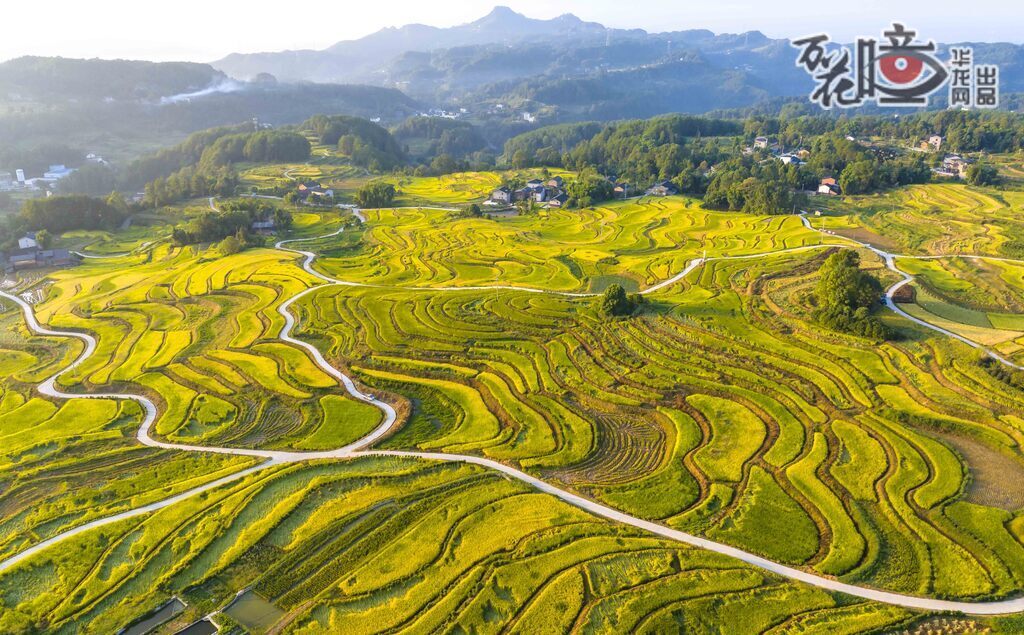 巴南區(qū)石灘鎮(zhèn)被譽為“云端稻田”的蘆花坪梯田，依山鋪展，從山腰直至山頂，錯落有致，層層疊疊。連片的金色稻田在陽光下，散發(fā)出陣陣稻香。