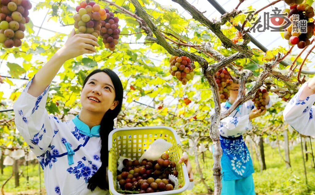 8月25日，萬盛經(jīng)濟(jì)技術(shù)開發(fā)區(qū)黑山鎮(zhèn)南門村，神獼果園迎來了水果豐收季。晶瑩剔透的葡萄掛滿枝頭，隔著屏幕仿佛聞到了果香。