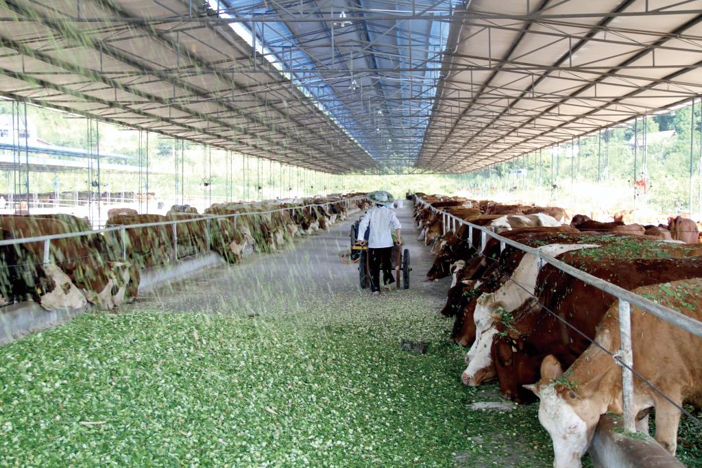 重庆农商行支持丰都肉牛养殖产业发展，助力丰都打造“南方肉牛之乡”。