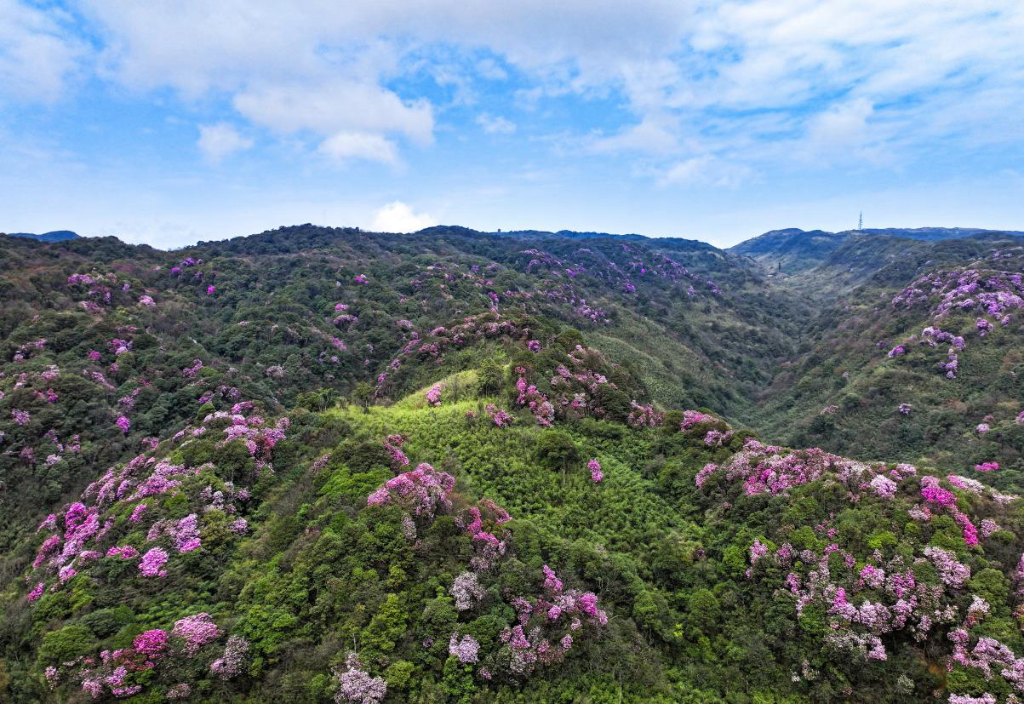 金佛山上杜鹃花开。景区供图
