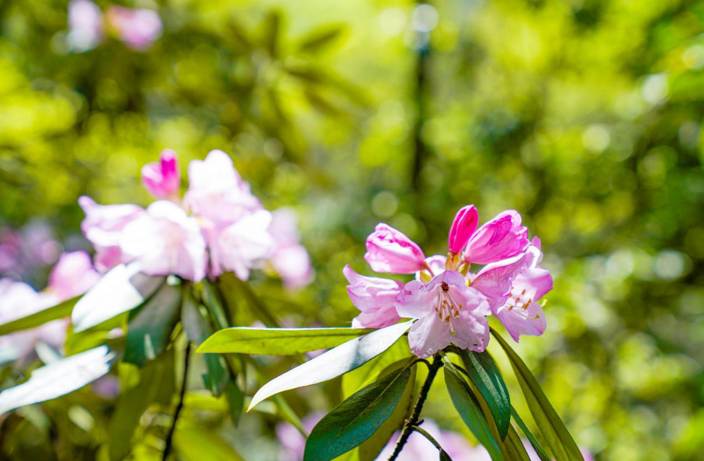 杜鹃花。景区供图