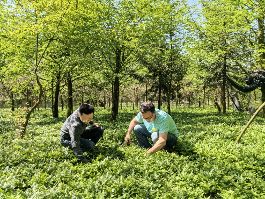 重庆市石柱县黄连林下种植点工作人员正查看黄连长势。市林业局供图