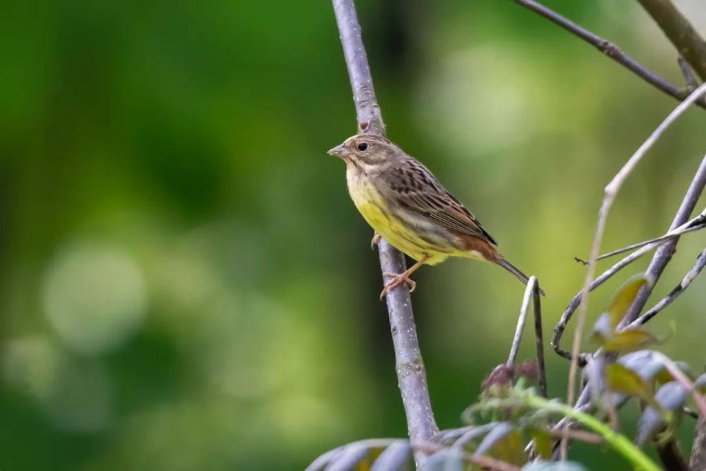 丰都县太平坝记录的栗鹀Emberiza rutila 雌鸟。李强 摄