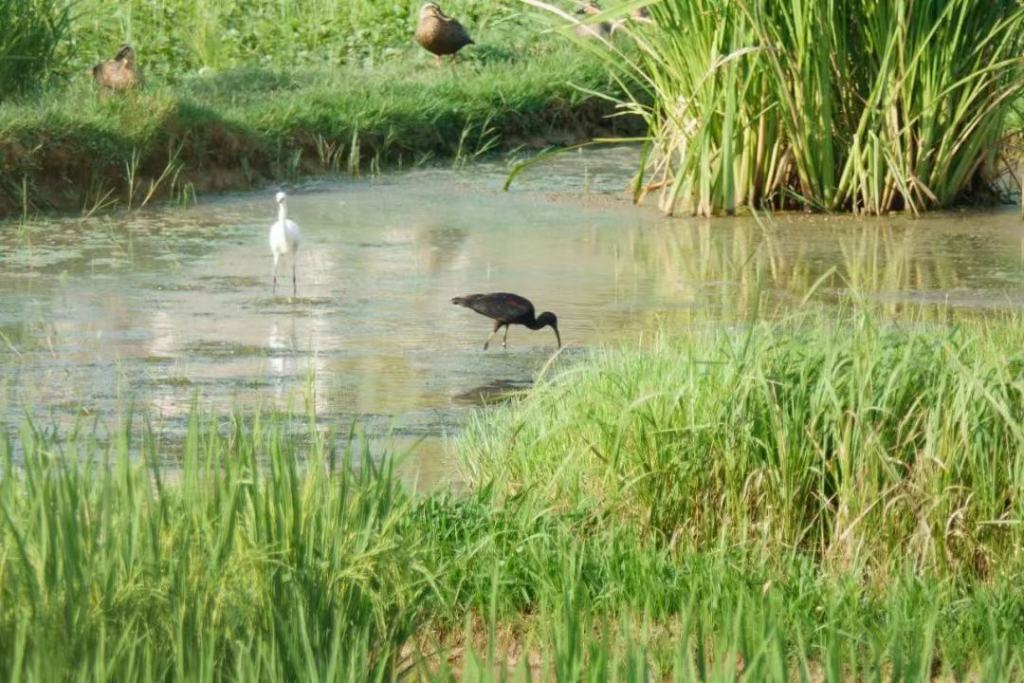 梁平双桂湖发现的彩鹮。杨秀勇 摄