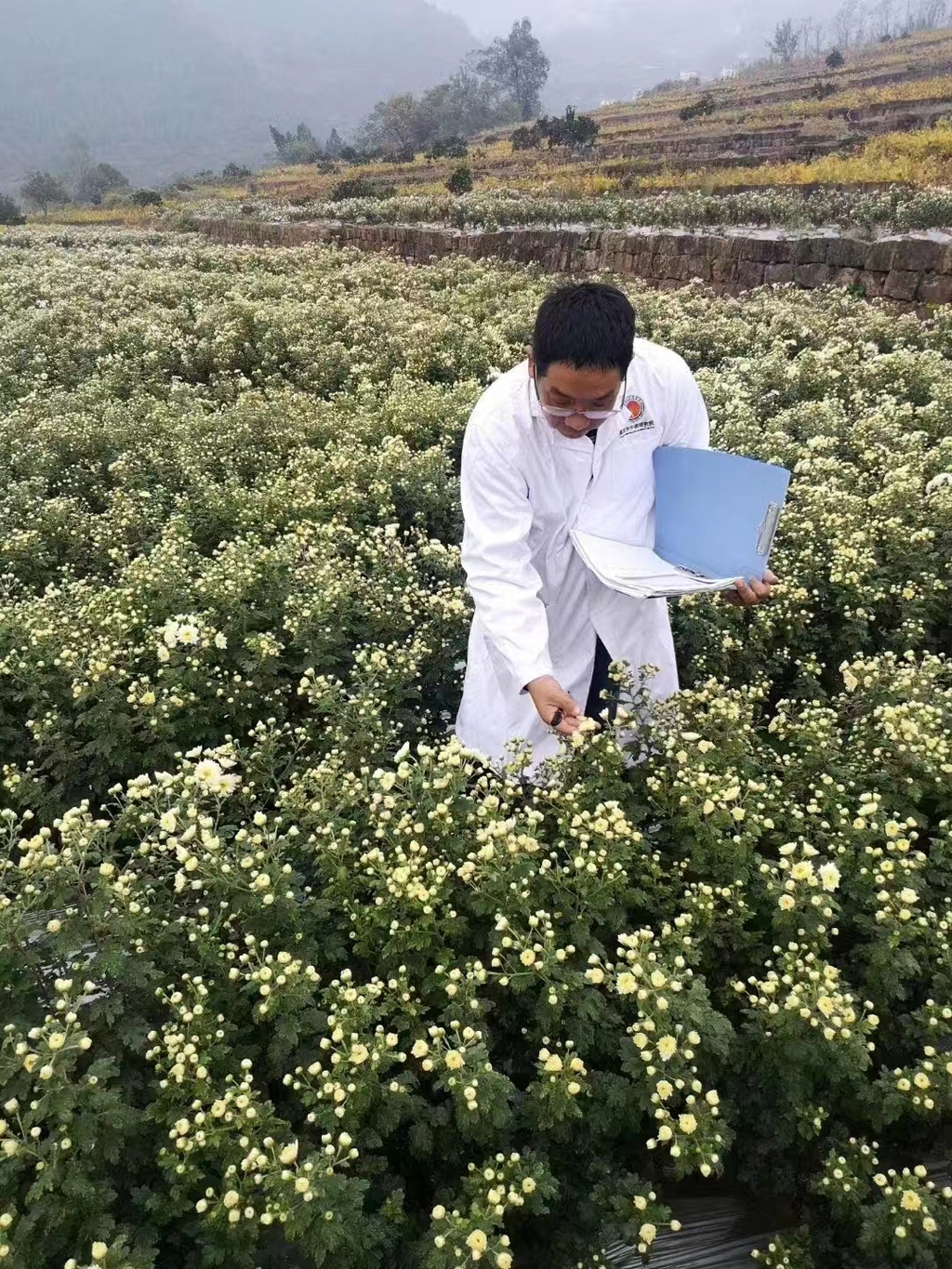 育种人崔广林在地里观察记录“阳菊3号”生长情况。市中药研究院供图